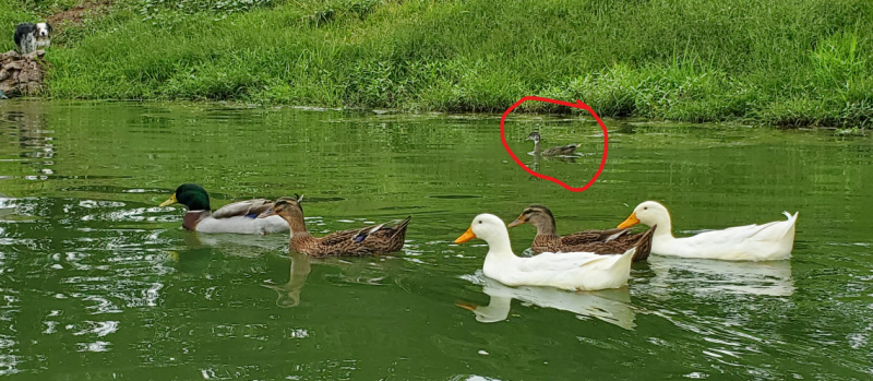 Attached picture TSC Ducks with Wood Duck.png